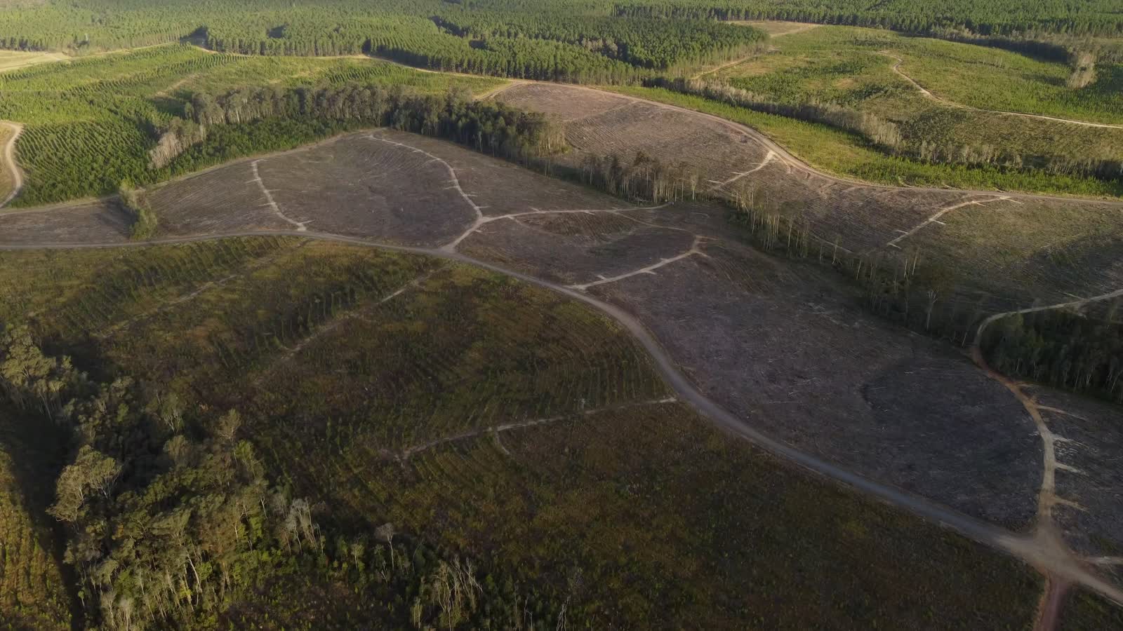 Aerial view of cut timber areas surrounded by standing forest