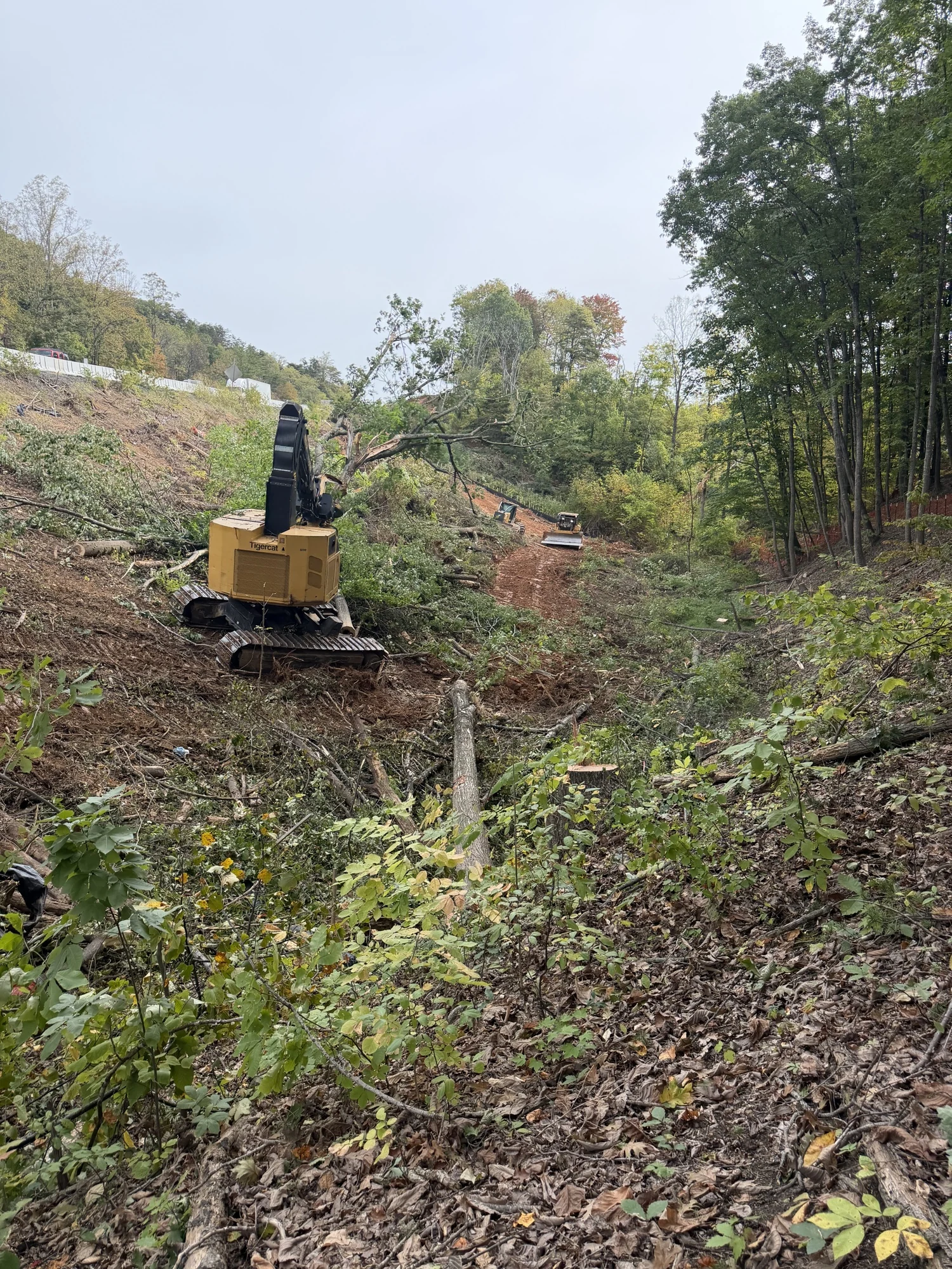 Tracked forestry equipment cutting trees on a wooded slope