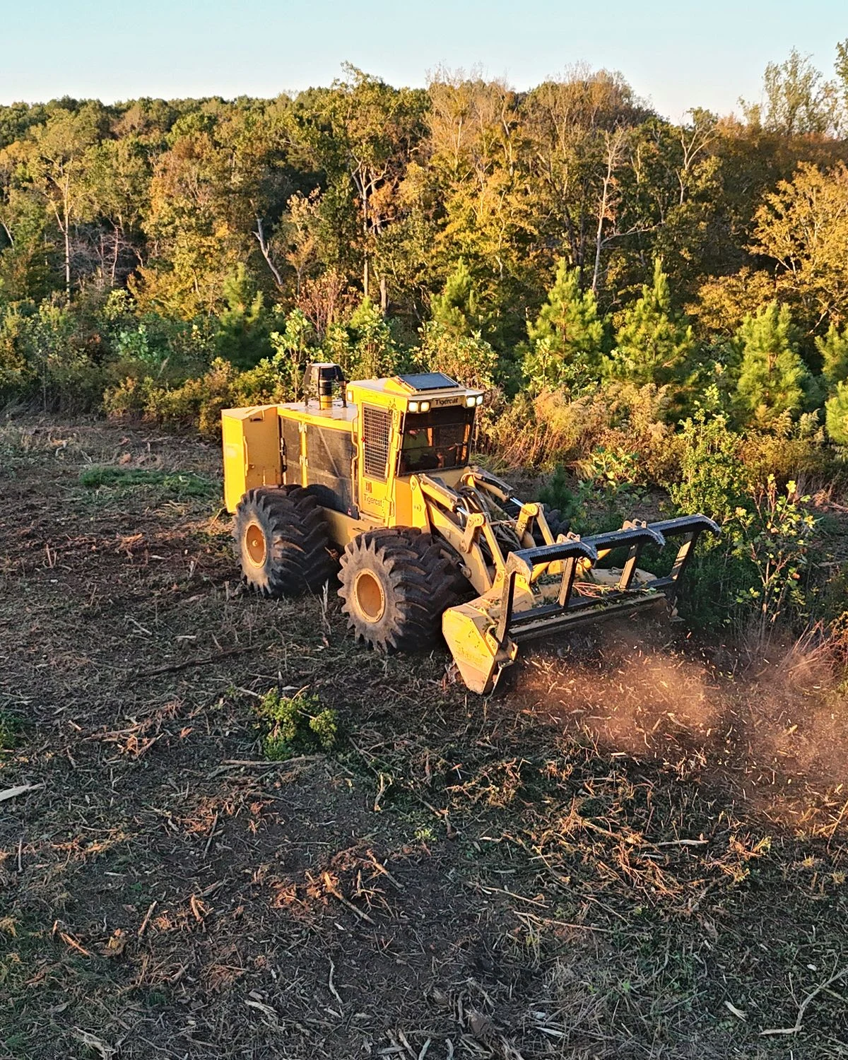 Tigercat forestry mulcher working at the edge of a pine stand