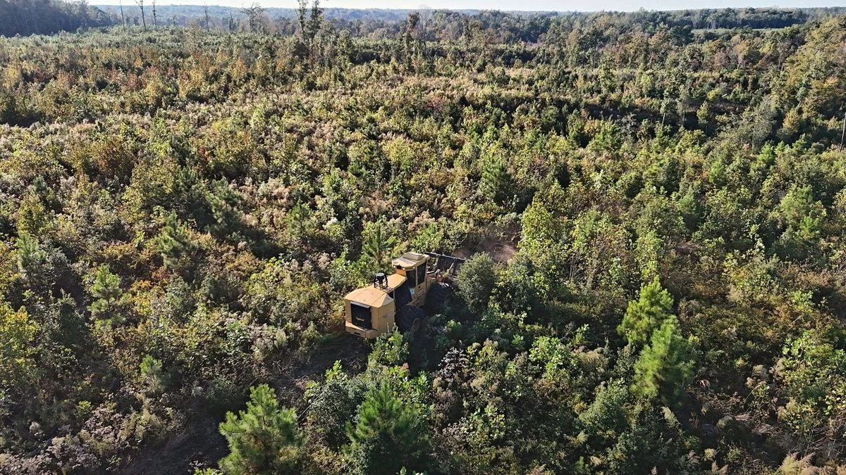Mulching through dense overgrowth and young pines.