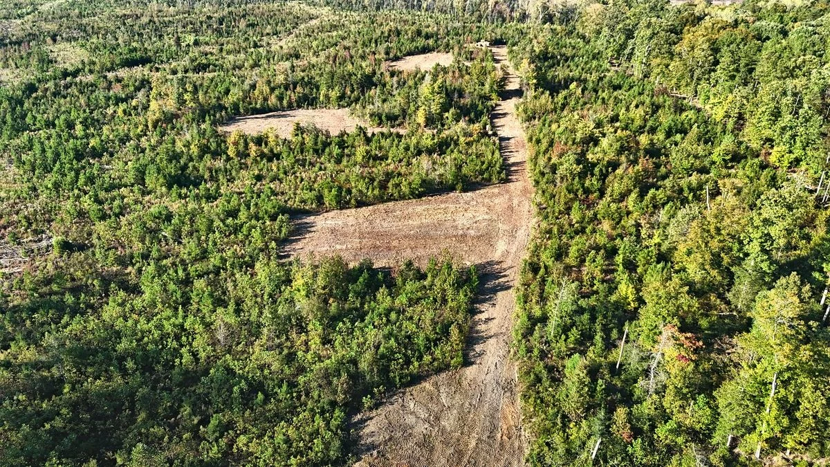 Finished access lanes and work areas through the young forest.